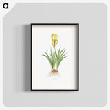 1-9_The-Genus-Iris_blk