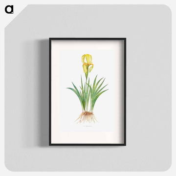 Iris Reichenbachii from The genus Iris
 - アヤメ属 Poster.