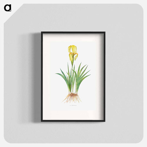 Iris Reichenbachii from The genus Iris
 - アヤメ属 Poster.