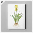 1-9_The-Genus-Iris_canvas