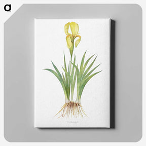 1-9_The-Genus-Iris_canvas