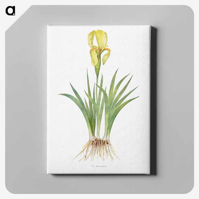 1-9_The-Genus-Iris_canvas