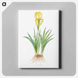 アートパネル-Iris Reichenbachii from The genus Iris
 - アヤメ属 Canvas.