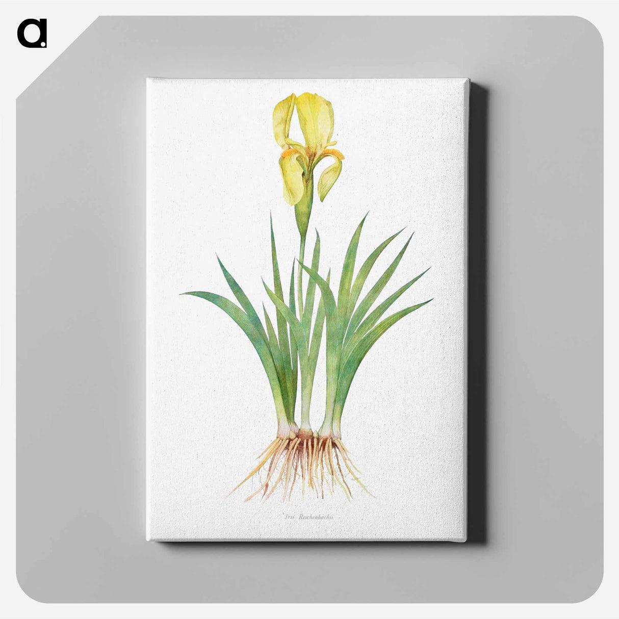 アートパネル-Iris Reichenbachii from The genus Iris
 - アヤメ属 Canvas.