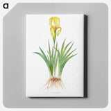 アートパネル-Iris Reichenbachii from The genus Iris
 - アヤメ属 Canvas.