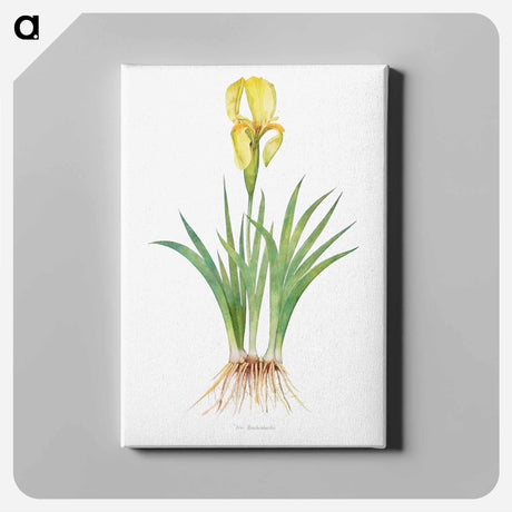 アートパネル-Iris Reichenbachii from The genus Iris
 - アヤメ属 Canvas.