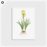 1-9_The-Genus-Iris_hagaki