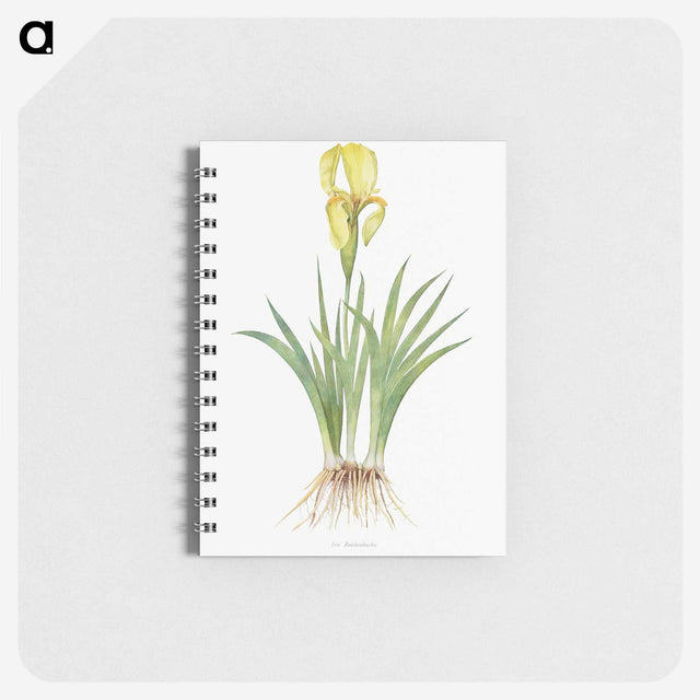 1-9_The-Genus-Iris_memo