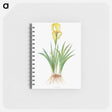 アートメモ帳-Iris Reichenbachii from The genus Iris
 - アヤメ属 Memo.