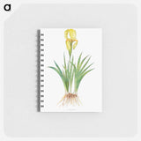 アートメモ帳-Iris Reichenbachii from The genus Iris
 - アヤメ属 Memo.