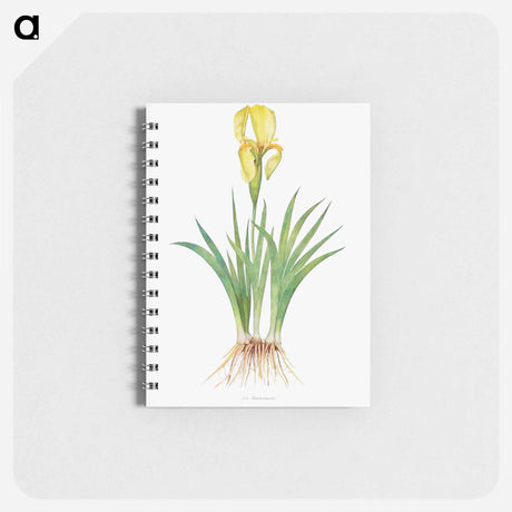 アートメモ帳-Iris Reichenbachii from The genus Iris
 - アヤメ属 Memo.