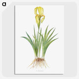 1-9_The-Genus-Iris_picture-crop