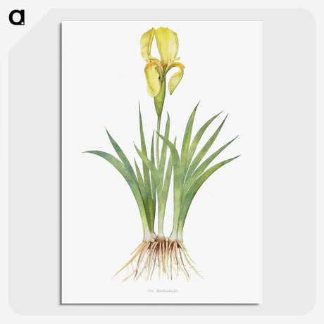 1-9_The-Genus-Iris_picture-crop