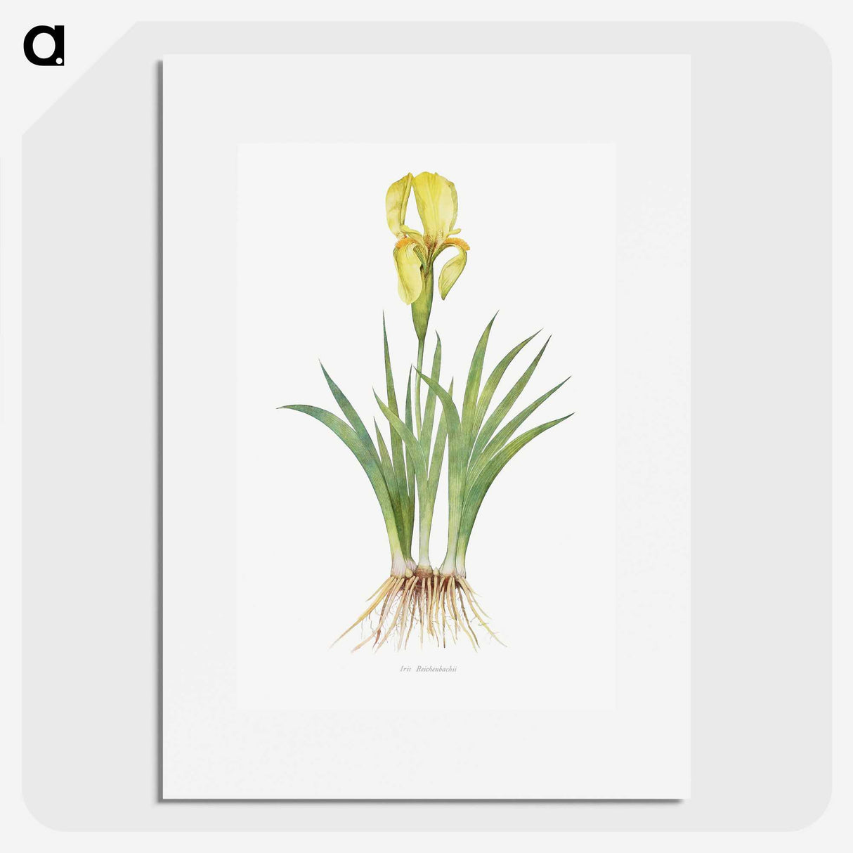 1-9_The-Genus-Iris_picture