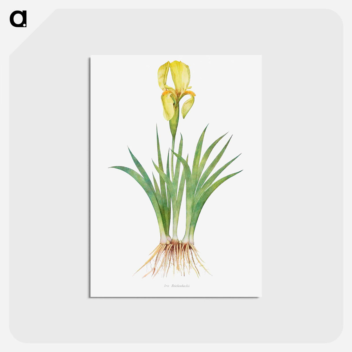 アートポストカード-Iris Reichenbachii from The genus Iris
 - アヤメ属 Postcard.