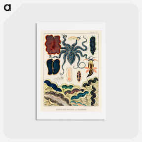 アートポストカード-Barrier Reef Molluscs and Planarians - オーストラリアのグレートバリアリーフ Postcard.