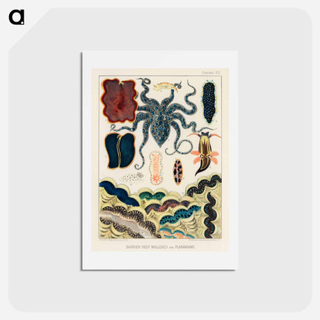 アートポストカード-Barrier Reef Molluscs and Planarians - オーストラリアのグレートバリアリーフ Postcard.