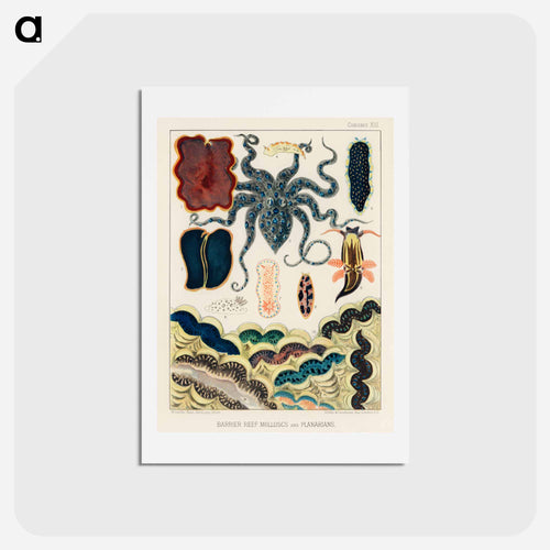 Barrier Reef Molluscs and Planarians - オーストラリアのグレートバリアリーフ Postcard.