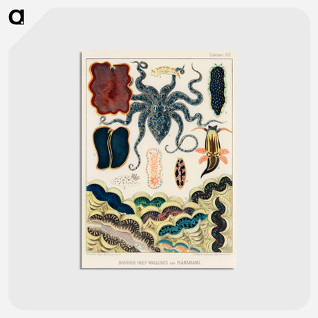 アートポストカード-Barrier Reef Molluscs and Planarians - オーストラリアのグレートバリアリーフ Postcard.