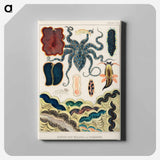Barrier Reef Molluscs and Planarians - オーストラリアのグレートバリアリーフ Canvas.