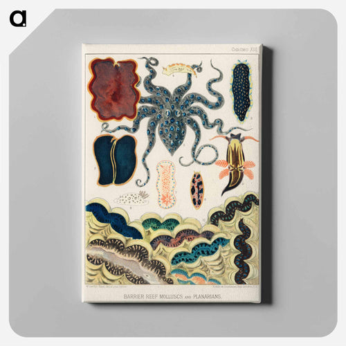 Barrier Reef Molluscs and Planarians - オーストラリアのグレートバリアリーフ Canvas.