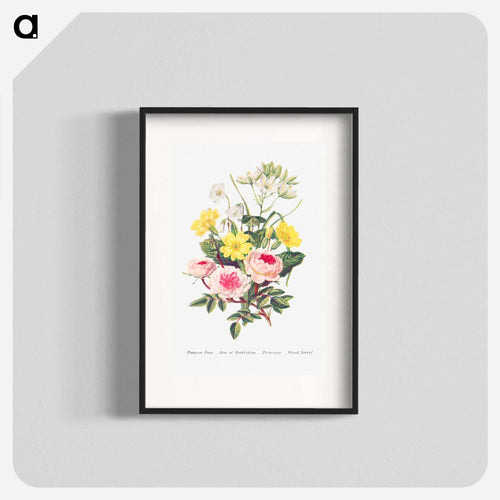 Pompon Rose, Star of Bethlehem, Primrose and Wood Sorrel from The Language of Flowers, or, Floral Emblems of Thoughts, Feelings, and Sentiments
 - Flower Language Poster.