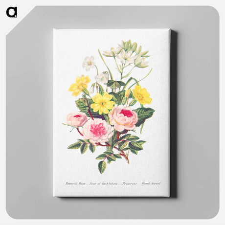 アートパネル-Pompon Rose, Star of Bethlehem, Primrose and Wood Sorrel from The Language of Flowers, or, Floral Emblems of Thoughts, Feelings, and Sentiments
 - 花言葉 Canvas.