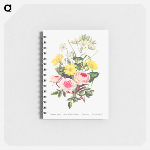 Pompon Rose, Star of Bethlehem, Primrose and Wood Sorrel from The Language of Flowers, or, Floral Emblems of Thoughts, Feelings, and Sentiments
 - Flower Language Memo.