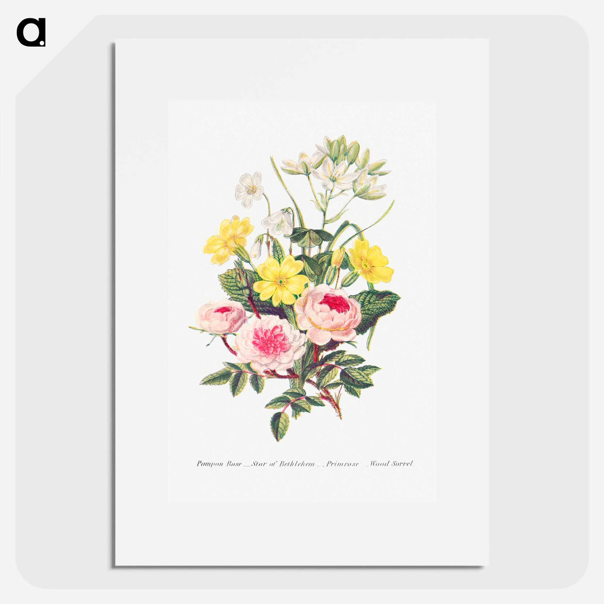 アートポスター-Pompon Rose, Star of Bethlehem, Primrose and Wood Sorrel from The Language of Flowers, or, Floral Emblems of Thoughts, Feelings, and Sentiments
 - 花言葉 Poster.