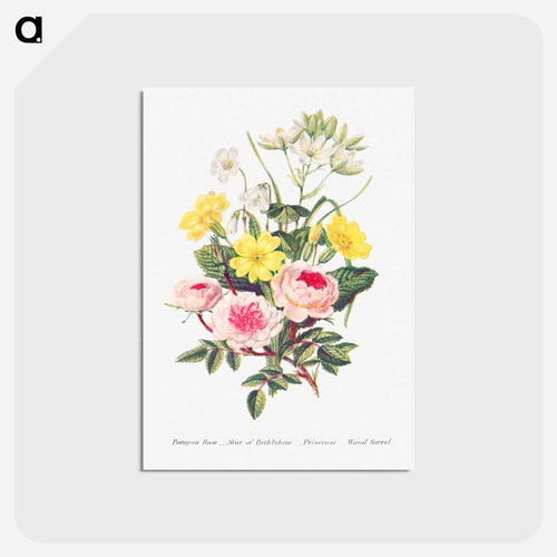 Pompon Rose, Star of Bethlehem, Primrose and Wood Sorrel from The Language of Flowers, or, Floral Emblems of Thoughts, Feelings, and Sentiments
 - Flower Language Postcard.