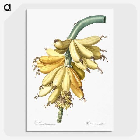1-9_The-Lilies_picture-crop