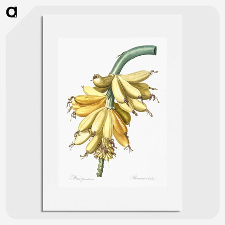 1-9_The-Lilies_picture