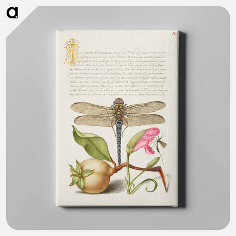 アートパネル-Dragonfly, Pear, Carnation, and Insect
 - 書道のお手本 Canvas.