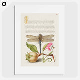 アートポスター-Dragonfly, Pear, Carnation, and Insect
 - 書道のお手本 Poster.