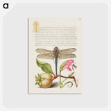 アートポストカード-Dragonfly, Pear, Carnation, and Insect
 - 書道のお手本 Postcard.