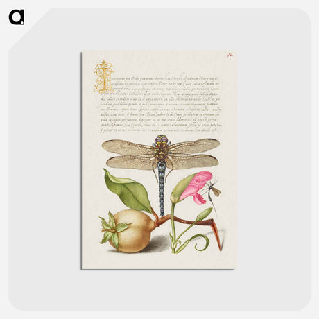 アートポストカード-Dragonfly, Pear, Carnation, and Insect
 - 書道のお手本 Postcard.