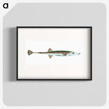 1-9_The-Natural-History-of-British-Fishes_blk