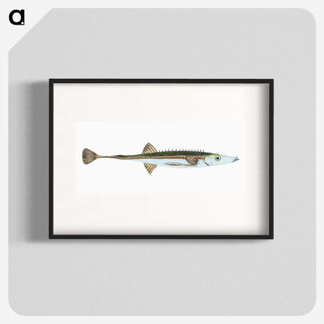 1-9_The-Natural-History-of-British-Fishes_blk