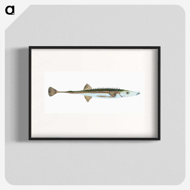 1-9_The-Natural-History-of-British-Fishes_blk