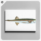1-9_The-Natural-History-of-British-Fishes_canvas