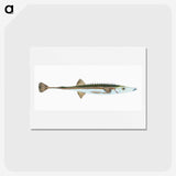 1-9_The-Natural-History-of-British-Fishes_hagaki