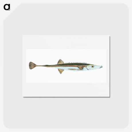 1-9_The-Natural-History-of-British-Fishes_hagaki