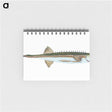 1-9_The-Natural-History-of-British-Fishes_memo