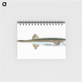 1-9_The-Natural-History-of-British-Fishes_memo