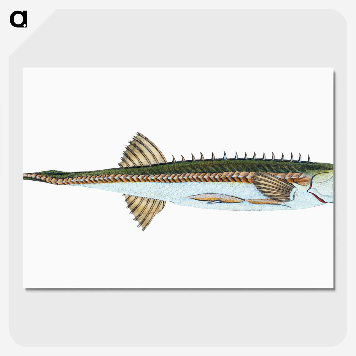 1-9_The-Natural-History-of-British-Fishes_picture-crop
