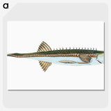 1-9_The-Natural-History-of-British-Fishes_picture-crop