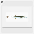 1-9_The-Natural-History-of-British-Fishes_picture