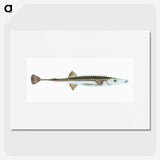 1-9_The-Natural-History-of-British-Fishes_picture