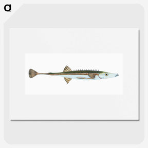 1-9_The-Natural-History-of-British-Fishes_picture