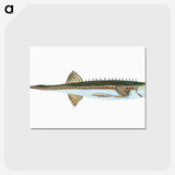 1-9_The-Natural-History-of-British-Fishes_postcard